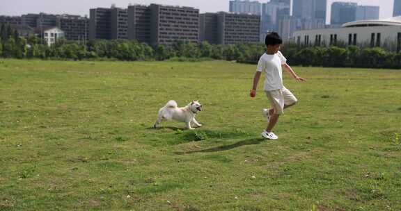 周末时光户外露营 男孩宠物快乐玩球