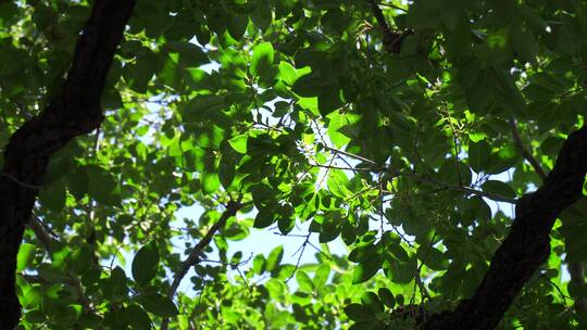 旋转的树木天空大自然植物绿叶