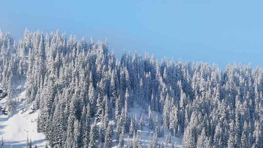 北美美丽的白雪覆盖景观山地自然美国冬季