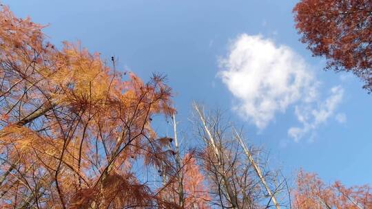 蓝天白云红杉林自然风光俯拍