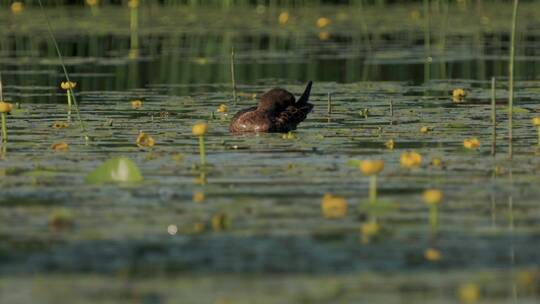 春季湖面天鹅野鸭游泳觅食