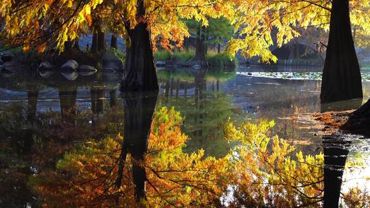 秋天南京燕雀湖落羽杉水杉森林金色的倒影