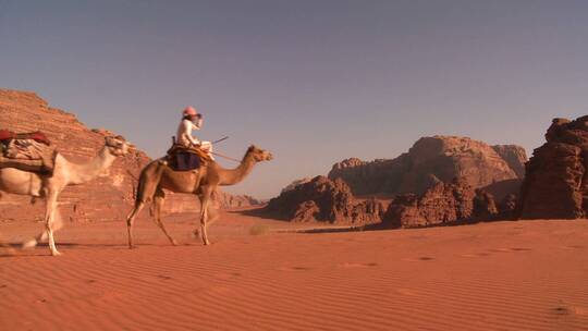 沙漠中行走的骆驼队视频素材模板下载