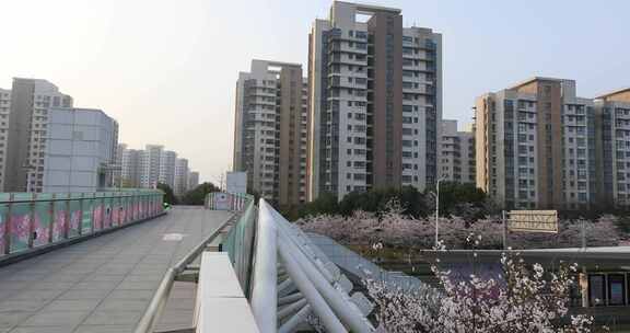 清晨樱花盛开时节苏州城市道路樱花大道美景