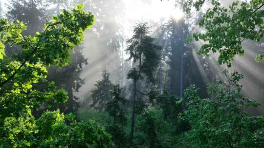 森林树木阳光丁达尔效应自然风景