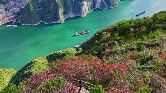 三峡红叶