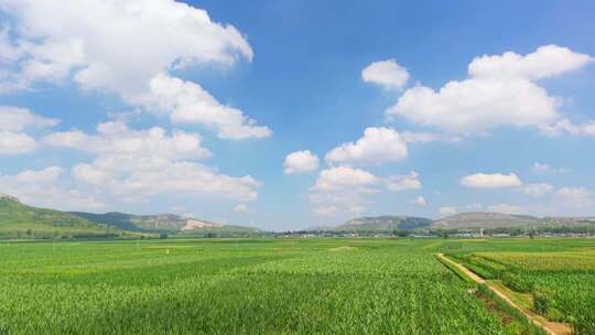 广阔田野蓝天白云自然景观