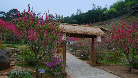 茅草屋 农家小院 古代 木屋 农村 庭院