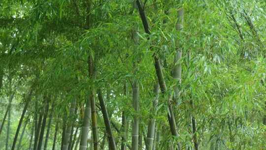 下雨天竹林景观特写，竹节挺拔竹叶繁茂