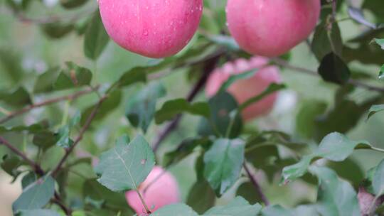又大又圆红苹果成熟挂满果树 、