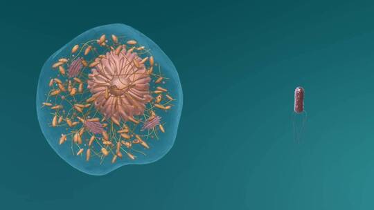 医学微观生物病毒细胞形态医疗三维动画展示