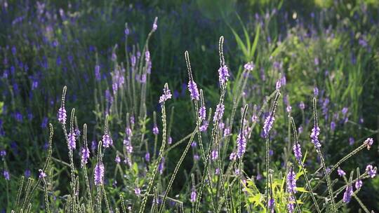 早晨、盛开的紫色马鞭草花