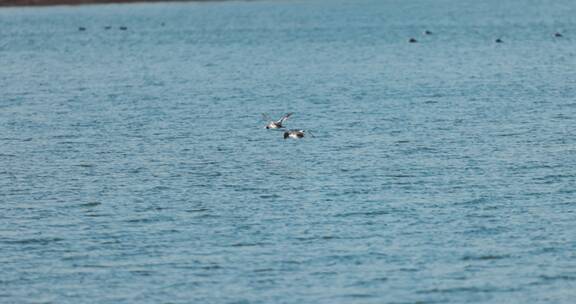 秋沙鸭从水面上飞过慢镜头
