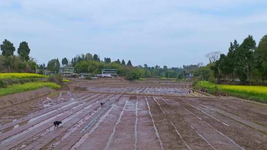 高清航拍乡村农田稻田农村山水风光自然风景