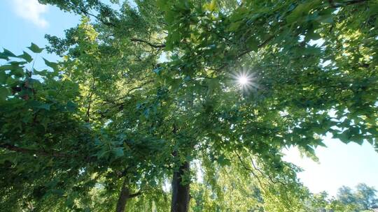 夏天夏日枫叶枫树树林树木树荫树阴