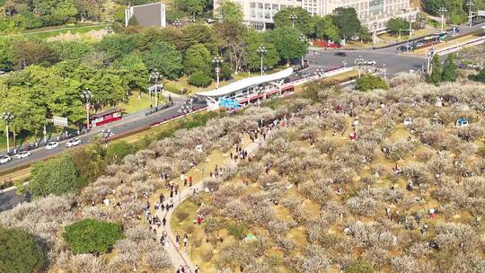 中国广东省广州市黄埔区市民广场梅花