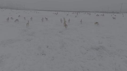 冬天雪地里来了野生黄羊