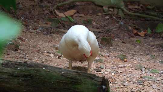 番鸭，cairina moschata，