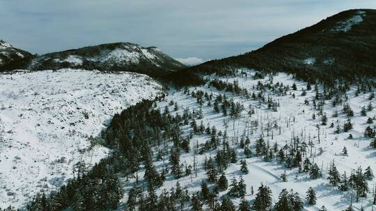 大自然冬天冰雪覆盖的森林高山雪山美景特写