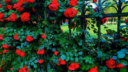 红艳艳的蔷薇花开满花墙/唯美风景