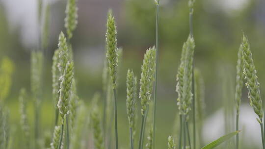 金色麦田丰收的季节