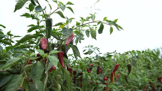 北方农村现代农业种植蔬菜辣椒25帧原素材