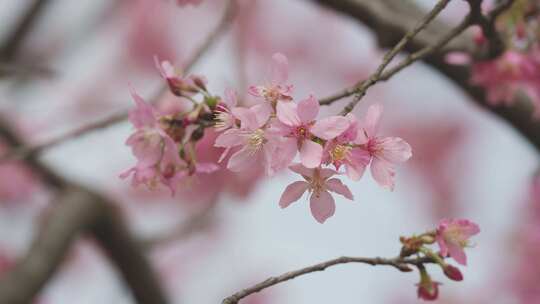 4K高清春天蜜蜂粉色樱花