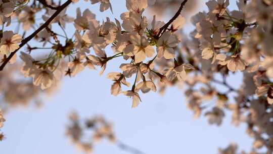 春天公园里樱花盛开