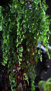 原始森林蕨类植物下雨水滴绿色生态