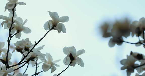 玉兰花特写，玉兰花唯美素材