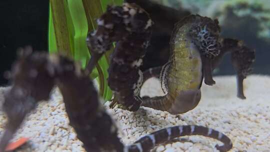 水族馆里的海马1