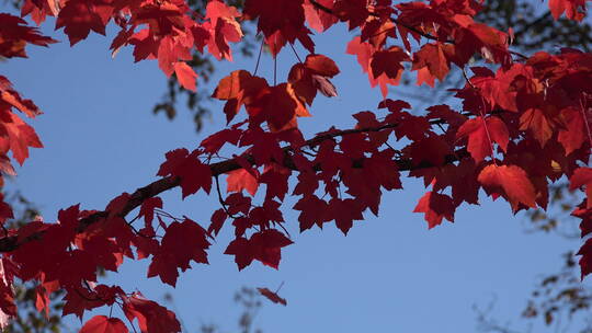 大自然明亮的红叶和蓝天