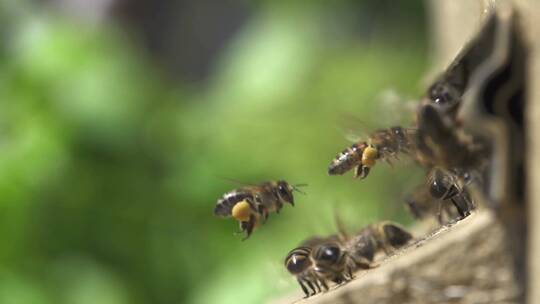 蜜蜂在蜂房入口前