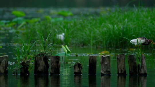 湿地公园的池鹭