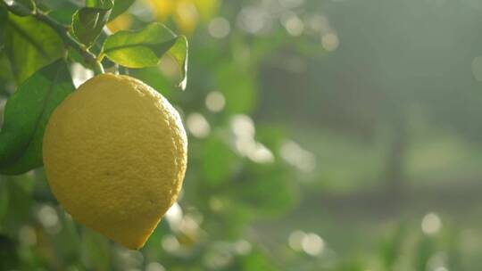 成熟的柠檬挂在树上视频素材模板下载
