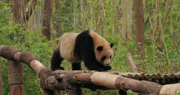 成都著名景区熊猫基地里的可爱大熊猫