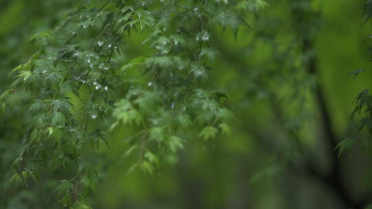 绿色植物 叶子