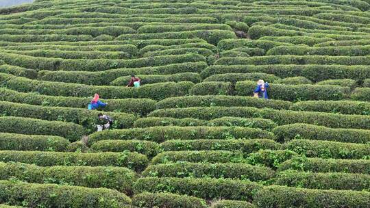 茶园采茶，春茶