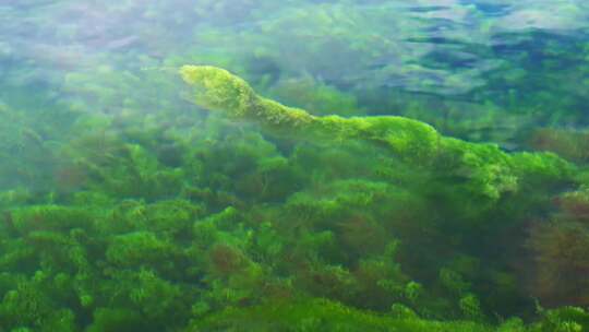 清澈流水水草