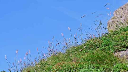 夏季高山草甸牧场绿色植物草地野花