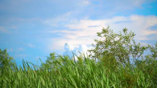 唯美清新的芦苇青草与蓝色天空慢动作升格