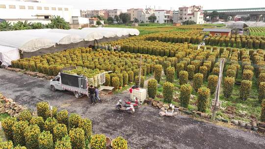 中国广东省佛山顺德区陈村花卉世界年桔盆栽