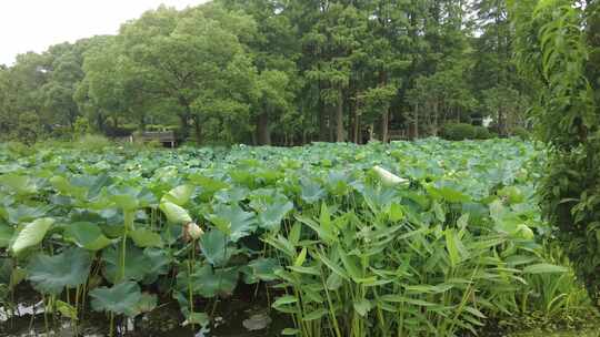 农业种植夏日植物荷花荷叶莲藕实拍