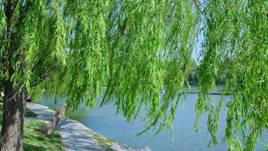 夏天阳光微风吹拂公园湖边柳树垂柳