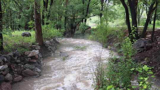 森林中 山泉小溪水