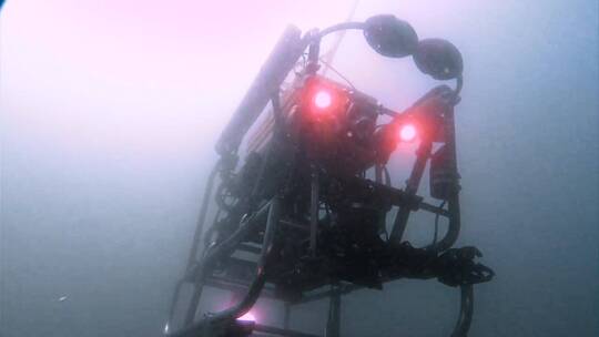 科学家使用水下飞行器研究鲸鱼
