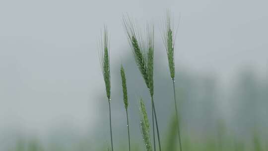 雨天麦田素材