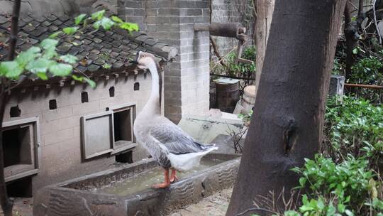 高家大院的鹅