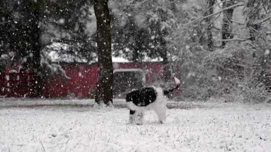 下雪，小狗，狗，雪