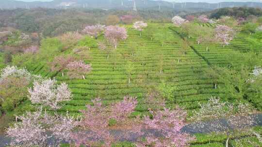 湖南省郴州市高椅岭樱花茶园4k航拍风光